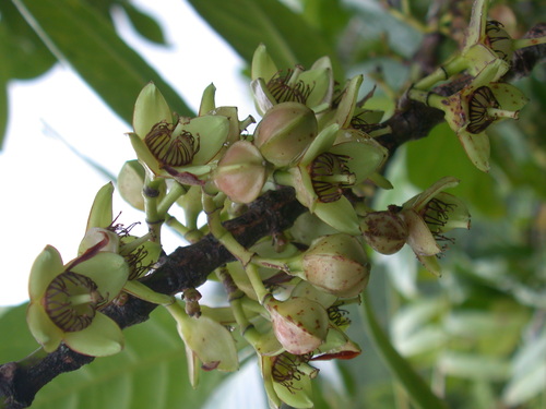 Crossostylis biflora observed 2004-11-21