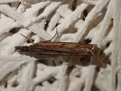 Agriphila anceps