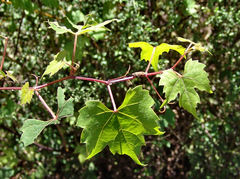 Vitis palmata