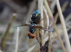 Senopterina caerulescens