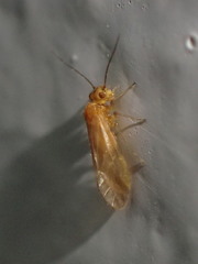 Valenzuela perplexus