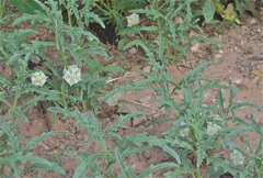 Chamaesaracha coronopus