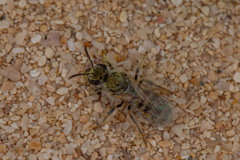 Lasioglossum albovirens
