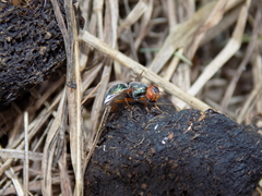 Senopterina caerulescens