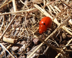 Leptinotarsa rubiginosa