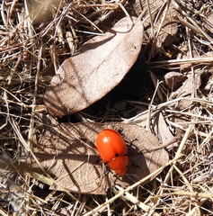 Leptinotarsa rubiginosa