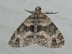 Hammaptera parinotata