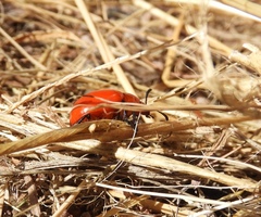 Leptinotarsa rubiginosa