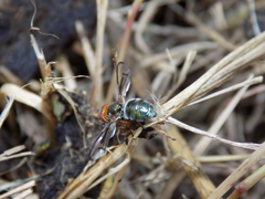 Senopterina caerulescens