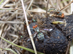 Senopterina caerulescens