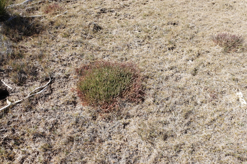 Image of Salicornia natalensis by (c) Tony Rebelo, some rights reserved (CC BY-SA)