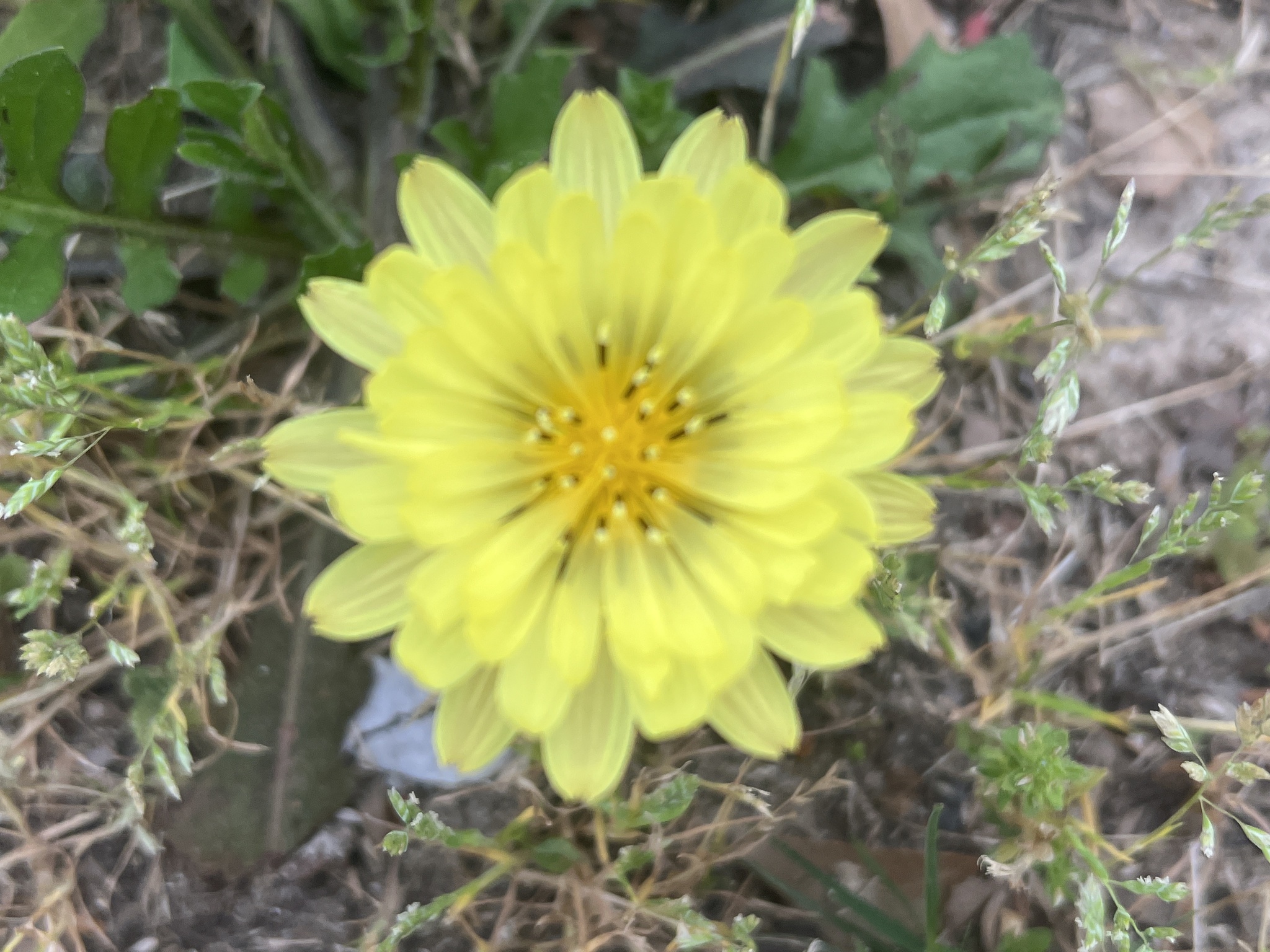 Pyrrhopappus grandiflorus