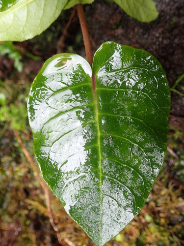 Cyanea asarifolia