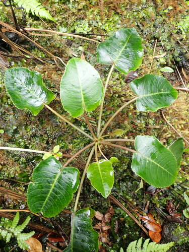 Cyanea asarifolia