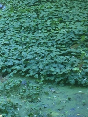 Hydrocotyle ranunculoides