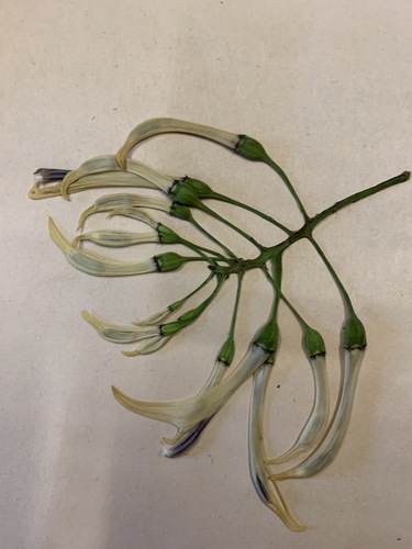 Cyanea coriacea, 2020-10-23