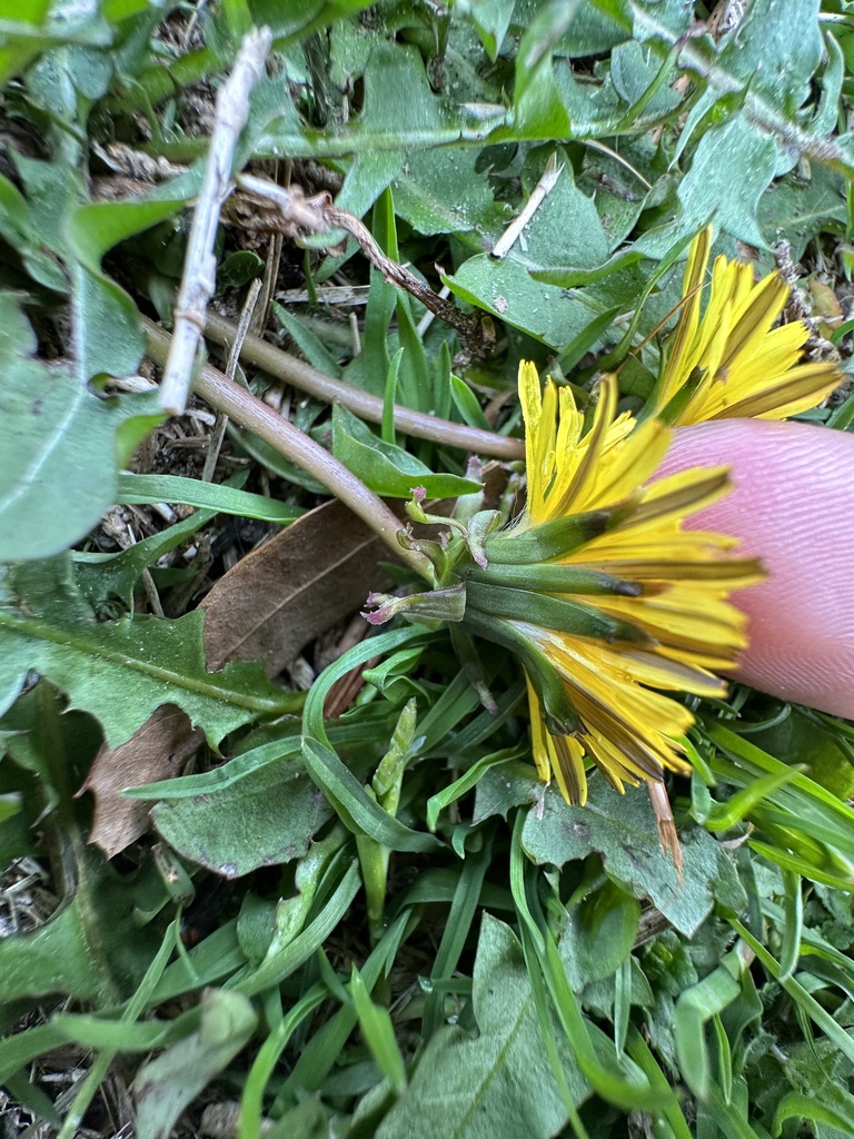 lesser-dandelions-from-i-95-s-hamer-sc-us-on-february-19-2023-at-04