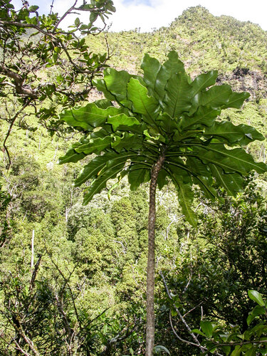 Cyanea coriacea