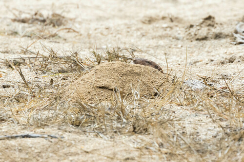 Southern California Pocket Gopher