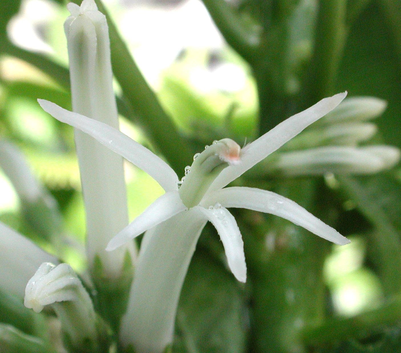 Cyanea dunbariae