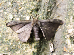 Phiditiidae