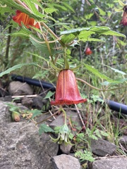 Canarina canariensis image