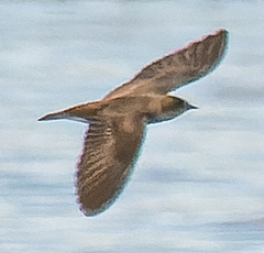 Stelgidopteryx serripennis image