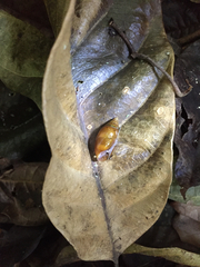 Streptostyla