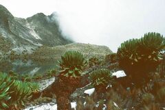 Dendrosenecio keniodendron image