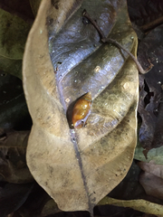 Streptostyla