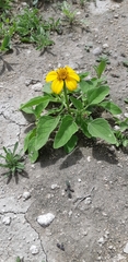 Heliopsis annua