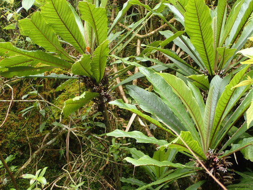 Cyanea fissa