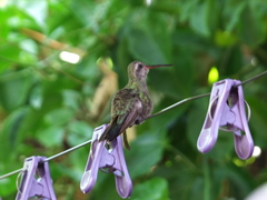 Cynanthus latirostris