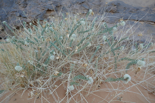 Solenostemma argel image