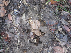 Camponotus festinatus