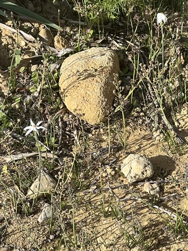 Narcissus obsoletus, photograph 2