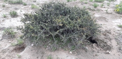 Castela erecta