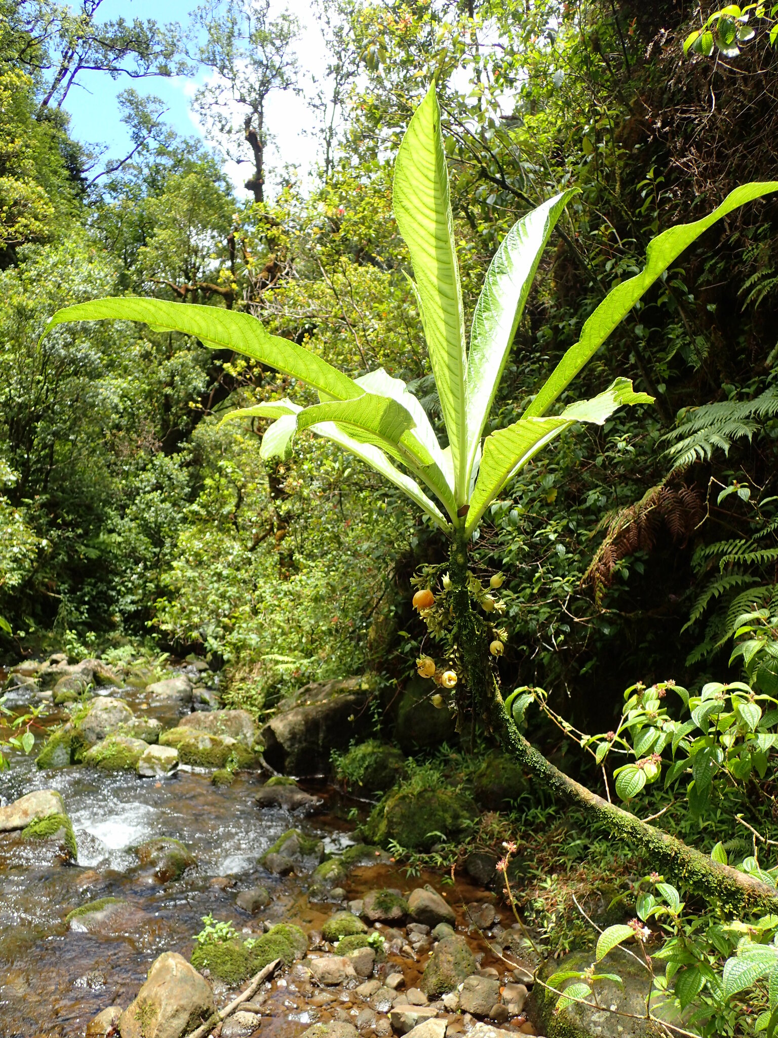 Cyanea fissa