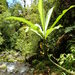 Cyanea fissa - Photo (c) Kenneth R. Wood (NTBG), μερικά δικαιώματα διατηρούνται (CC BY-NC), uploaded by Kenneth R. Wood (NTBG)