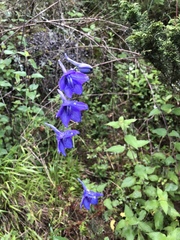 Delphinium pedatisectum
