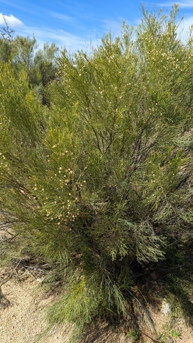 Grand Enchantment Trail Segment 4: Tortilla Mountains