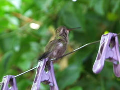 Cynanthus latirostris