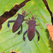 Magnolia Leaf-footed Bug - Photo (c) Rob Curtis, some rights reserved (CC BY-NC-SA), uploaded by Rob Curtis