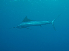 Indo-Pacific Sailfish photo 2