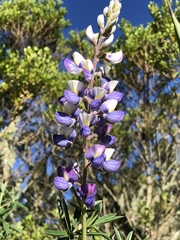 Lupinus elegans