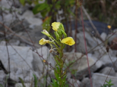 Oenothera oakesiana