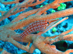 Longnose Hawkfish