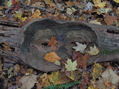 Neonectria ditissima