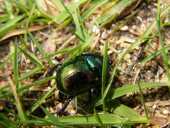 Trypocopris pyrenaeus