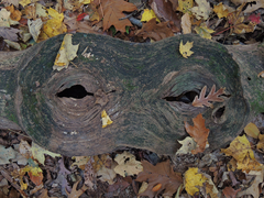 Neonectria ditissima